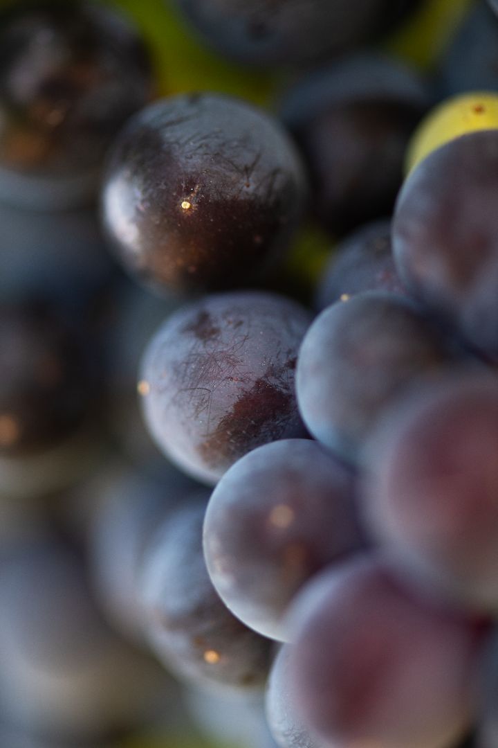 Beau Domaine by Brad Pitt & Famille Perrin